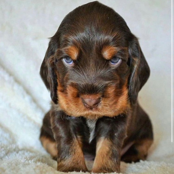 Meet your Posher, Caleb - Picture 1 of 1